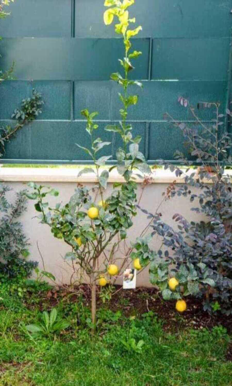 Il Giardino Di Limoni Villa มารีโน ภายนอก รูปภาพ